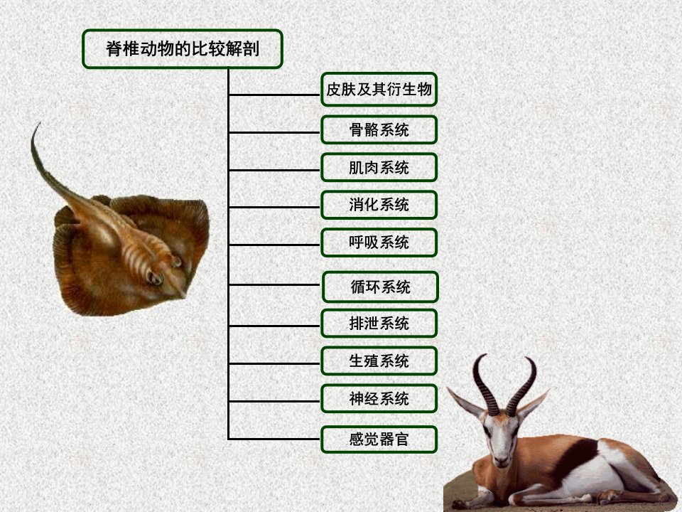 脊椎动物比较解剖