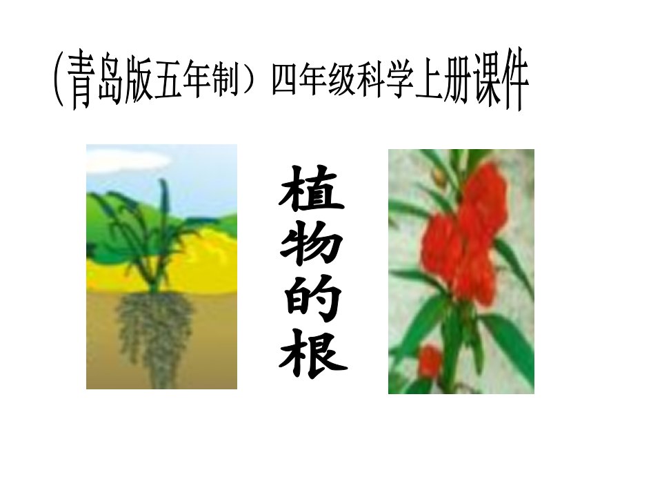 青岛版五年制科学四年级上册《植物的根》课件