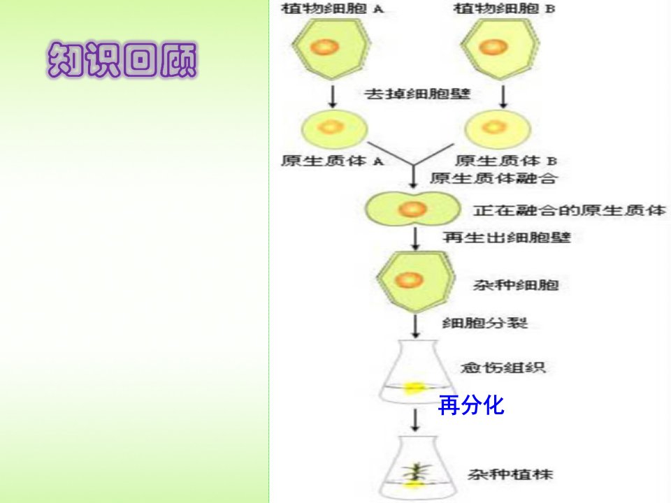 人教版教学课件222动物细胞融合与单克隆抗体