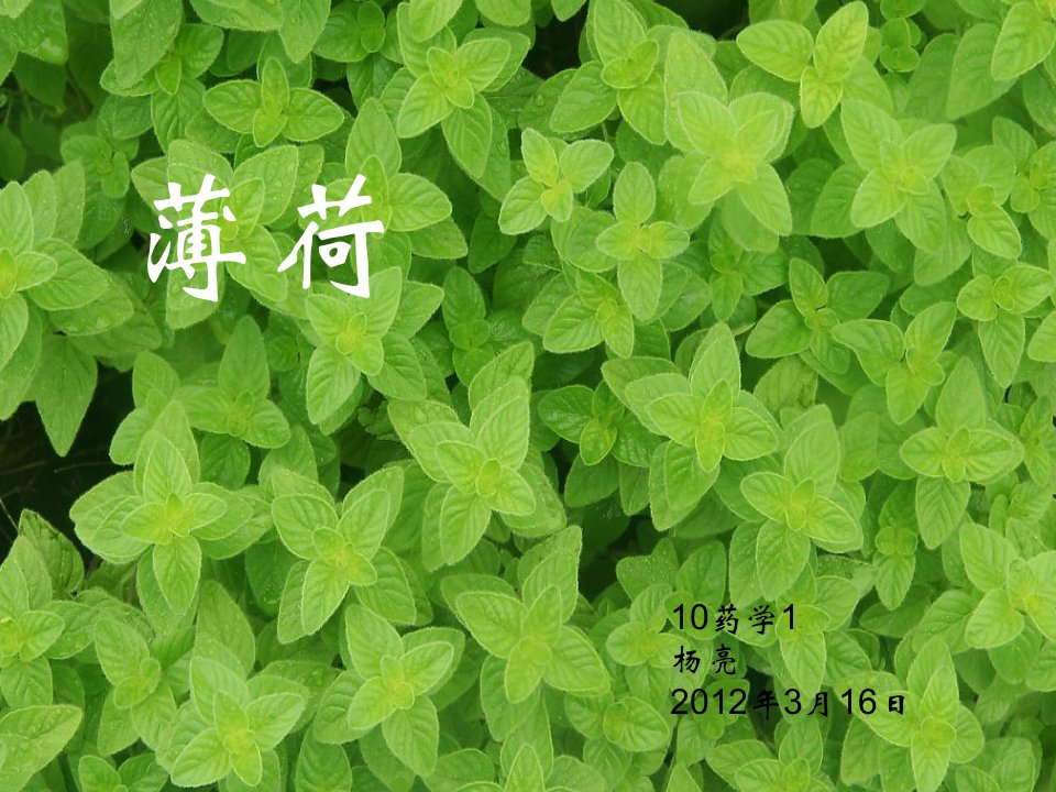 薄荷-课件（ppt·精选）