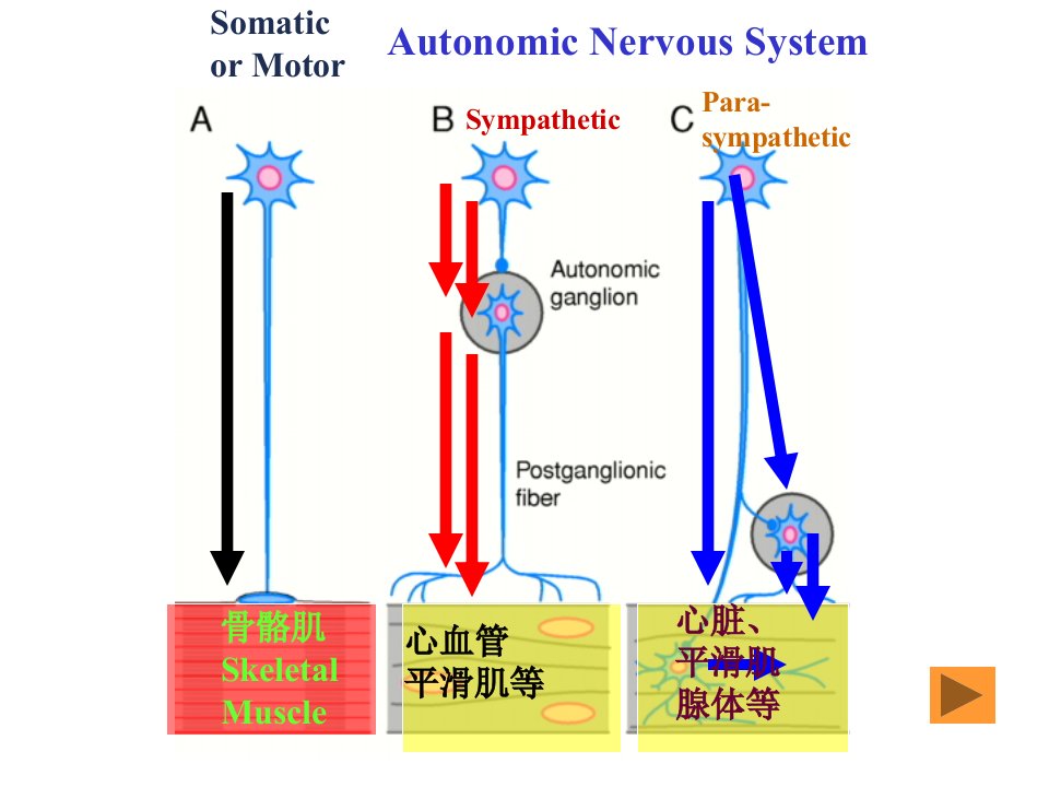 一传出神经系统药理学概论临