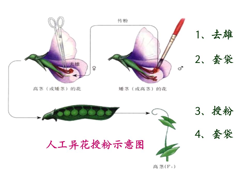 生物必修二总复习ppt课件