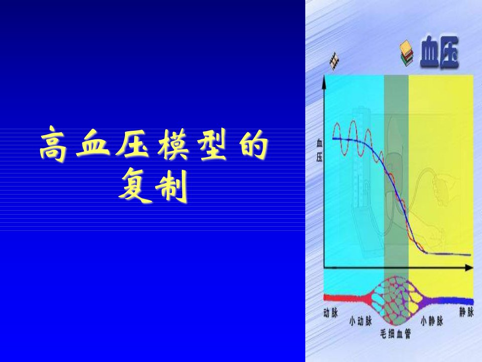 《实验动物模型三》PPT课件