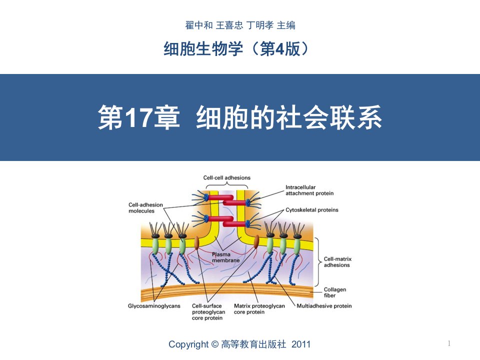 细胞生物学第17章细胞的社会联系翟中和第四版PPT课件