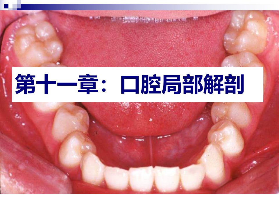 口腔解剖生理学口腔局解