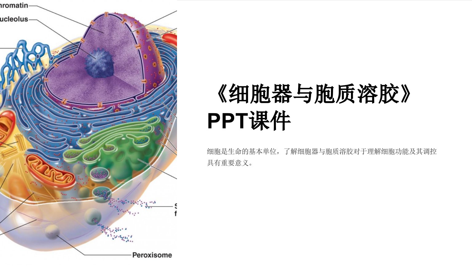 《细胞器与胞质溶胶》课件