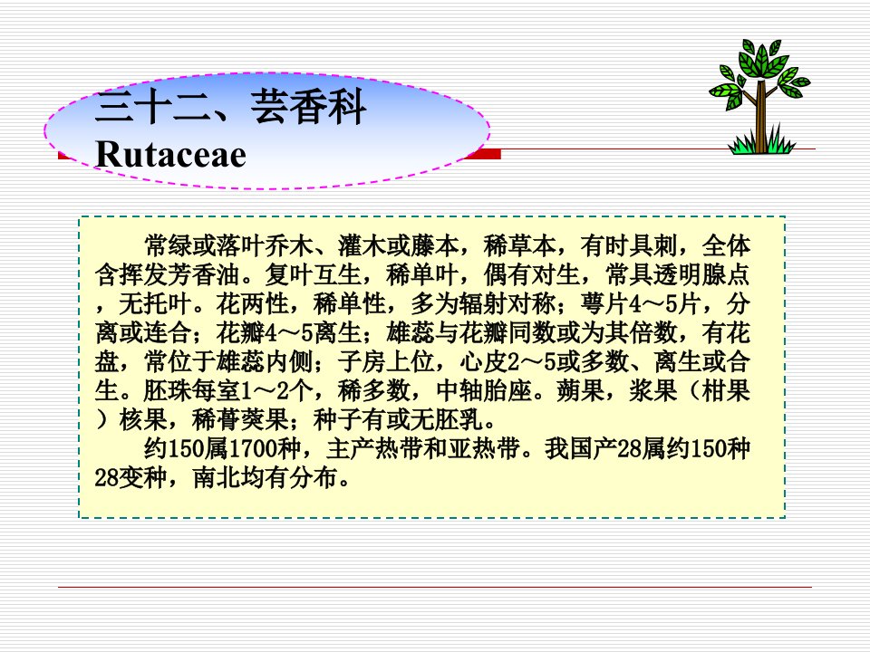 园林绿化植物(32.芸香科)