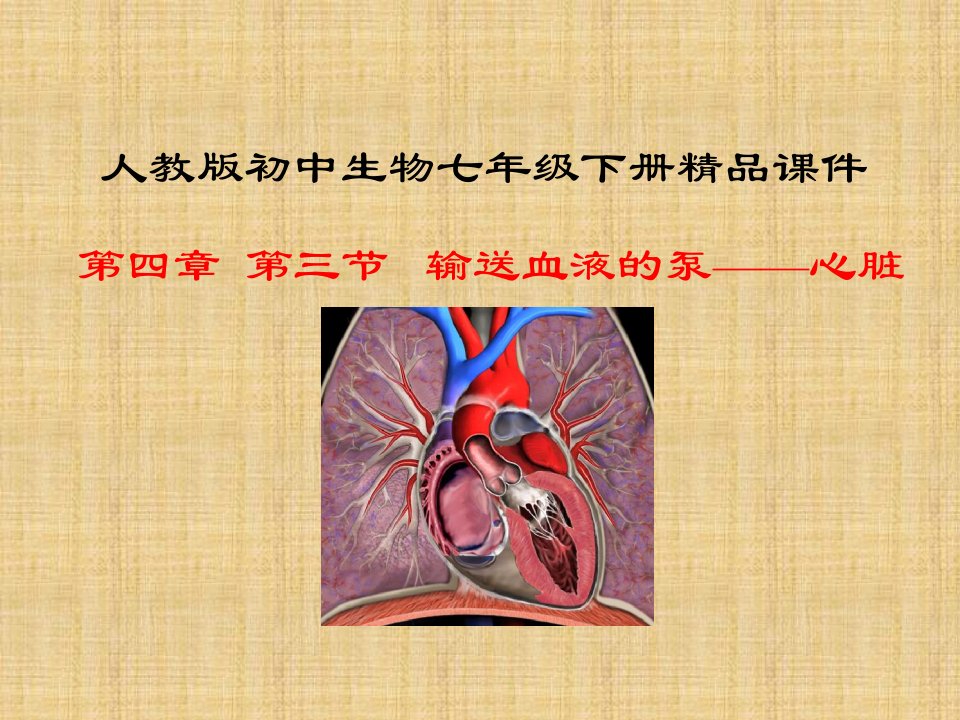 初中七年级生物下册