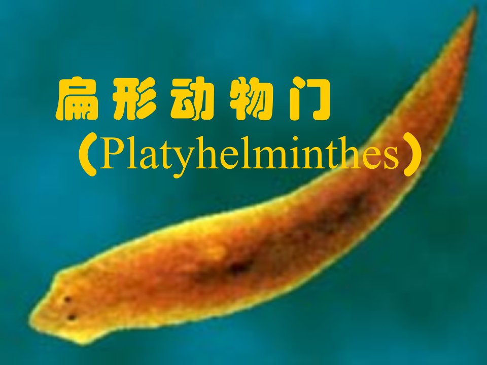 动物生物学0扁形动物1