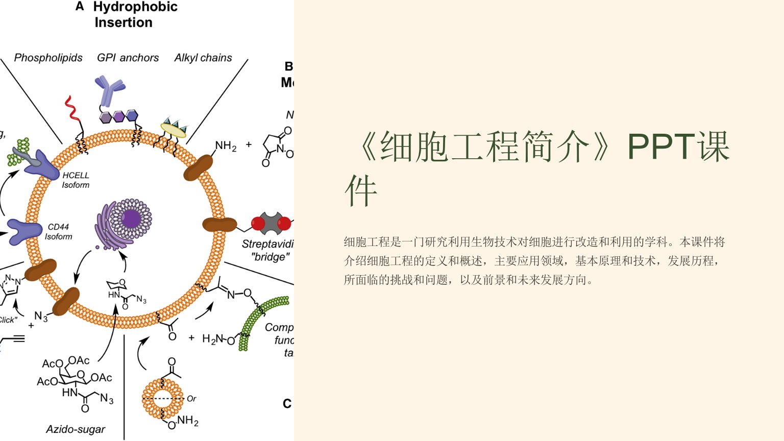 《细胞工程简介》课件