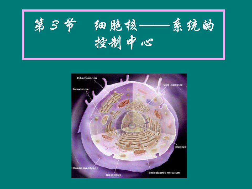 高一生物细胞核5