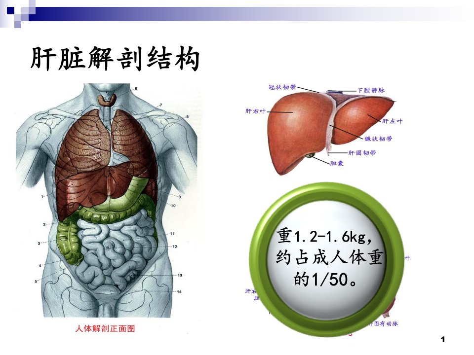 2021年保肝药的合理选用