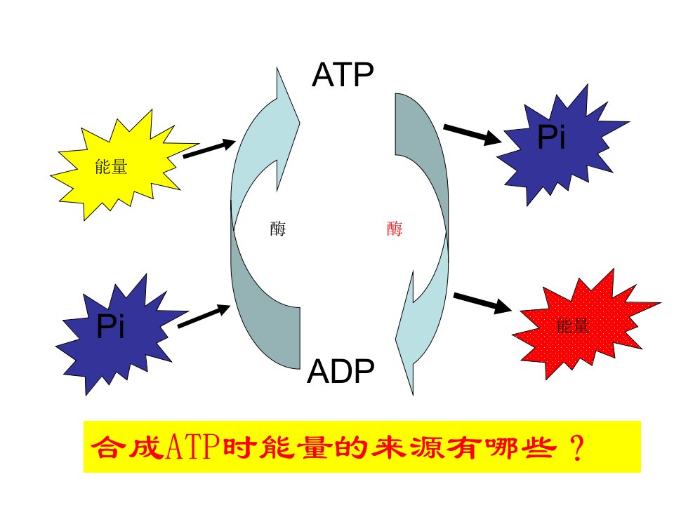 ATP的主要来源--细胞呼吸上课用