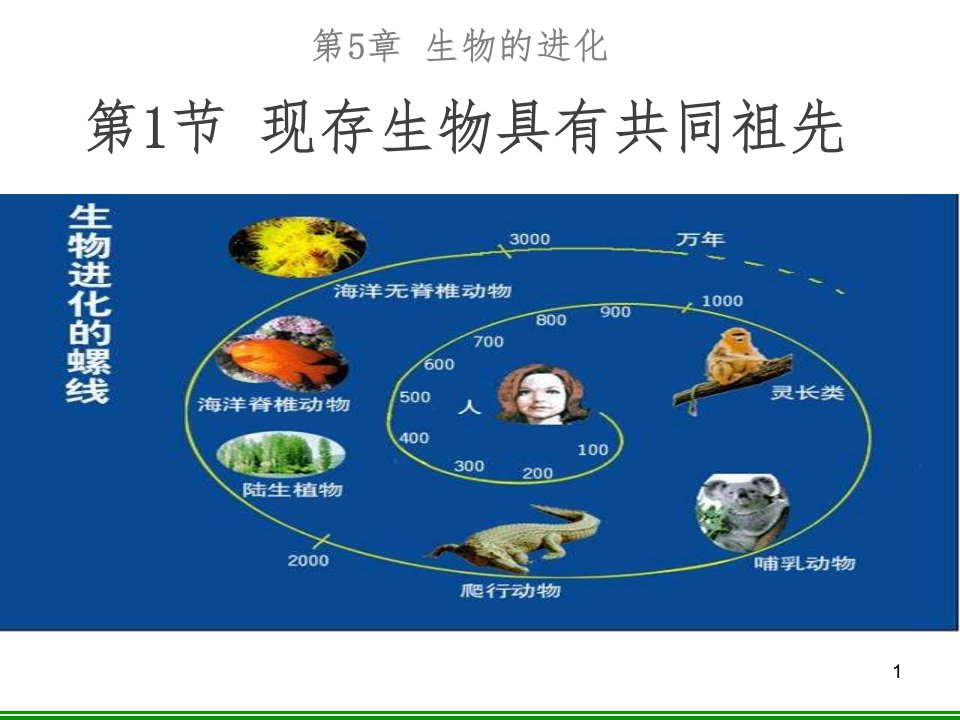 现存生物具有共同的祖先-精品ppt课件