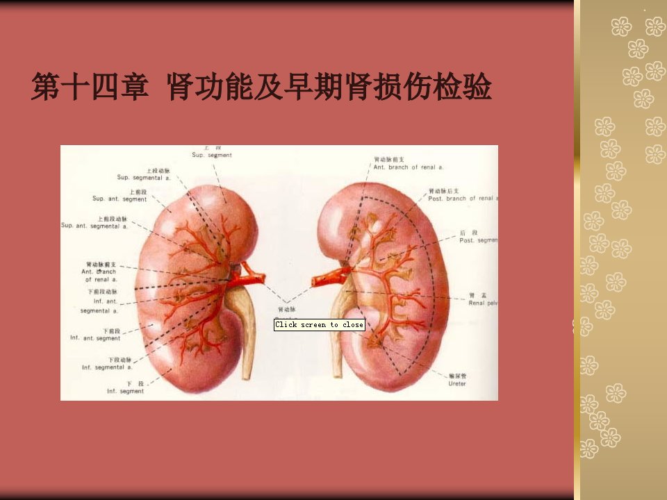 肾功能及早期肾损伤检验