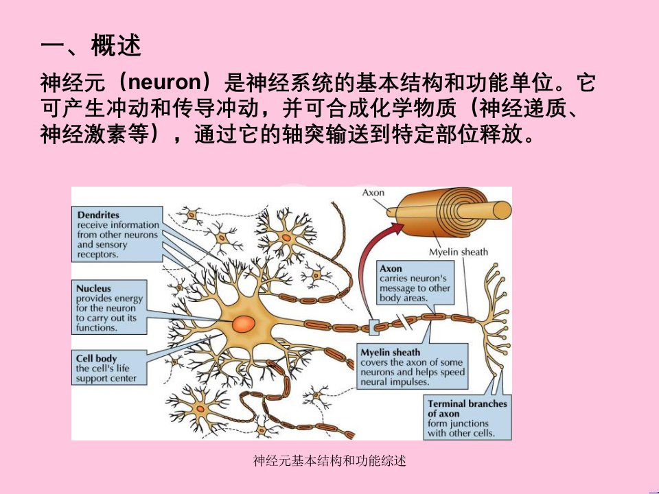 神经元基本结构和功能综述