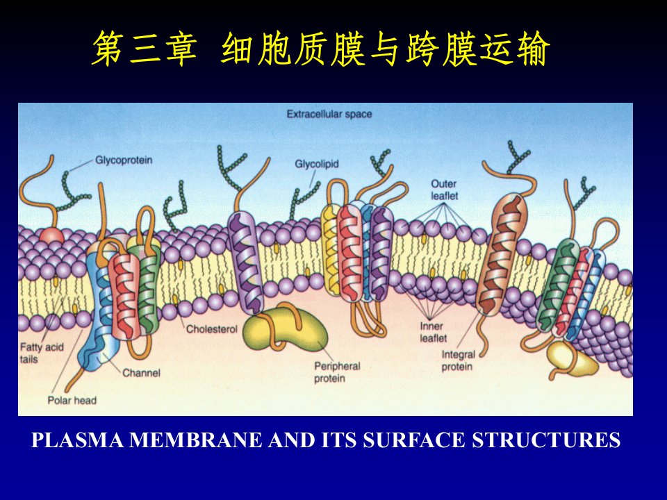 分子生物学4细胞膜与跨膜运输