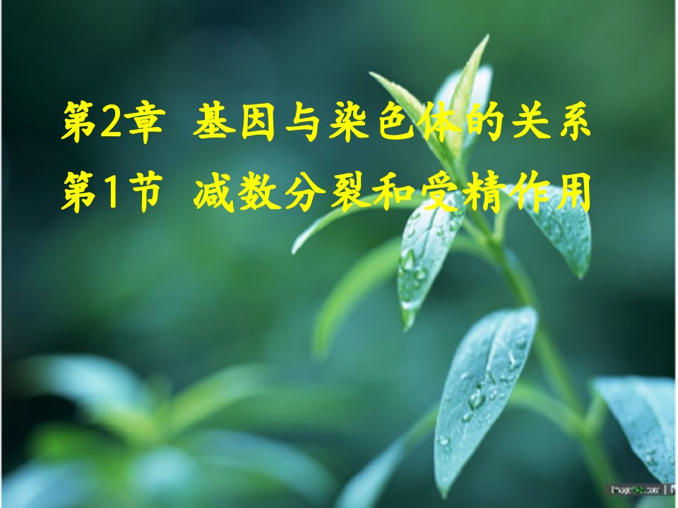 精子的形成过程