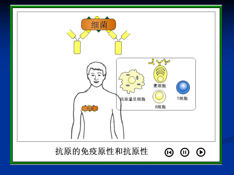 第61章抗体