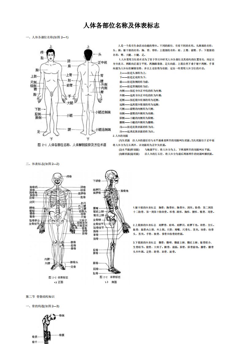 人体各部位名称及体表标志