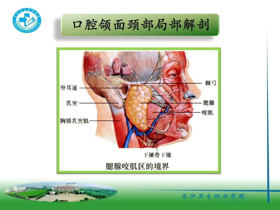 23、口腔局部解剖(一)PPT课件