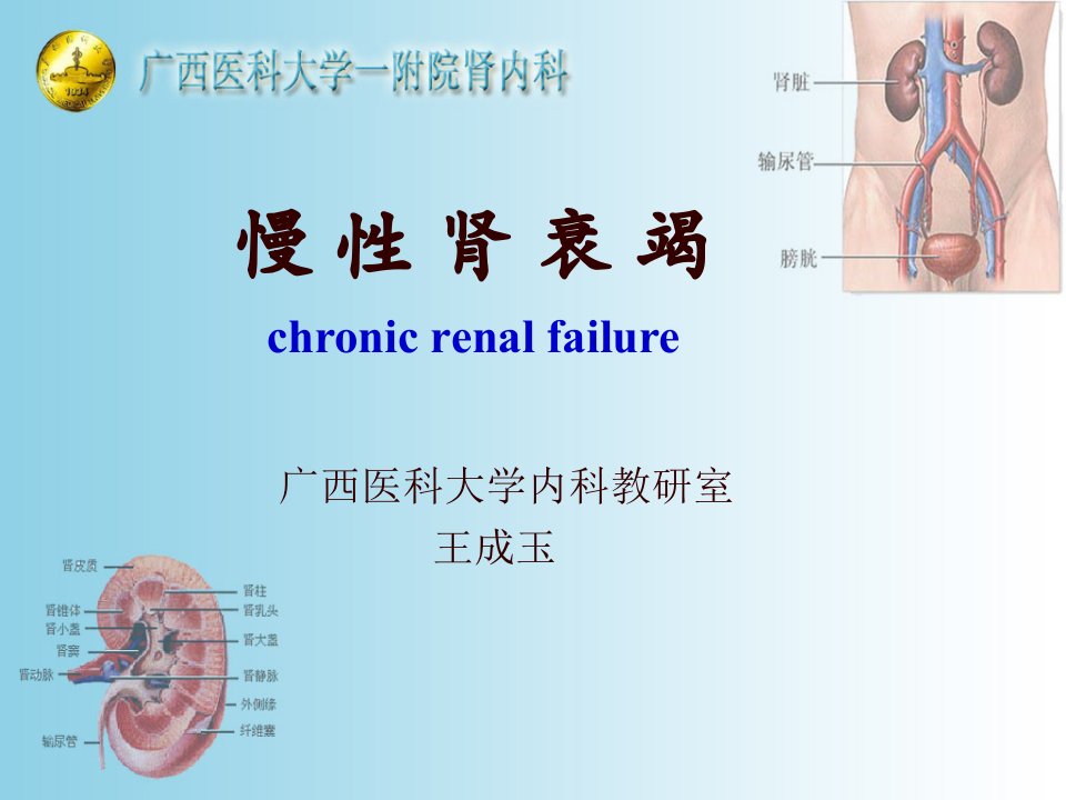 泌尿系统教学资料