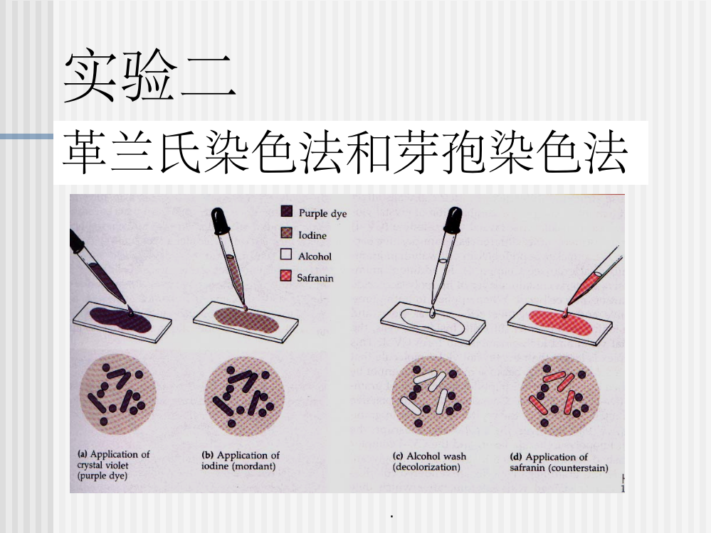 微生物革兰氏染色法和芽孢染色法ppt课件