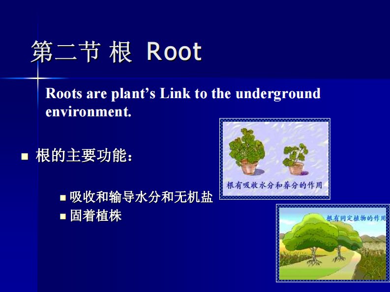 植物生物学课件：第二章-2根