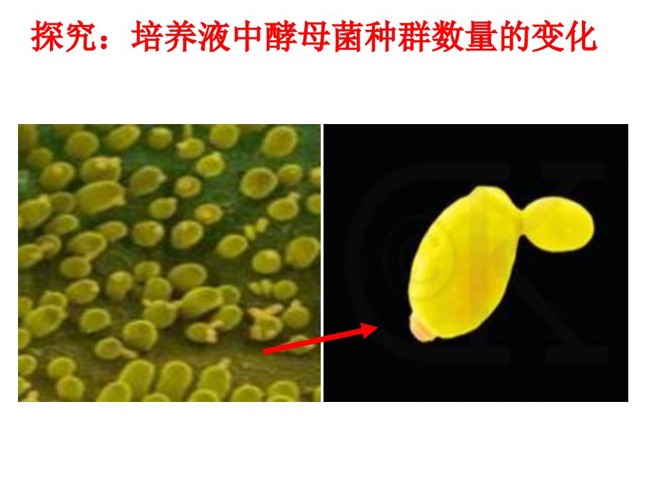 313探究酵母菌种群数量的变化