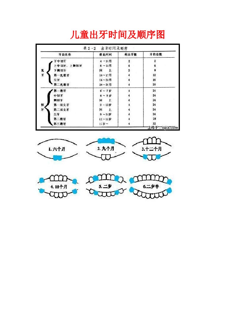 儿童出牙及换牙顺序图