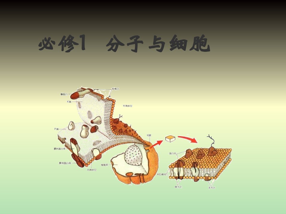 生物课件-分子与细胞