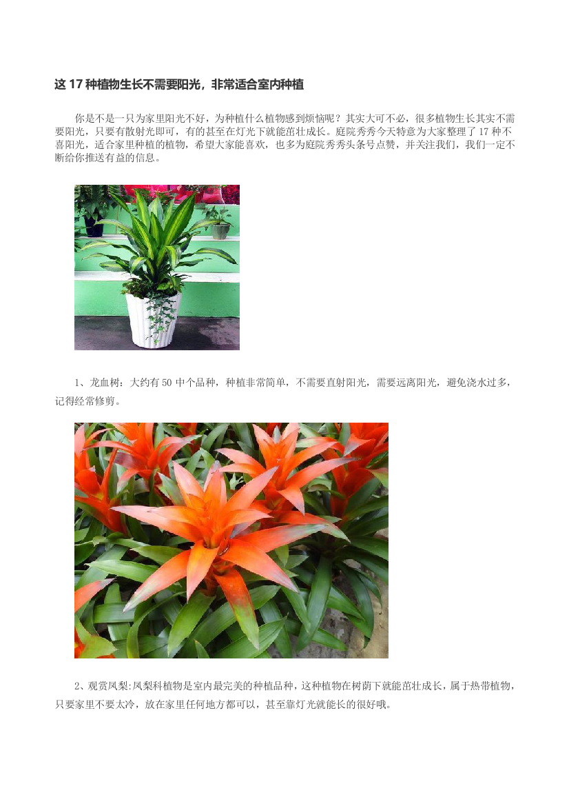 这17种植物生长不需要阳光-非常适合室内种植