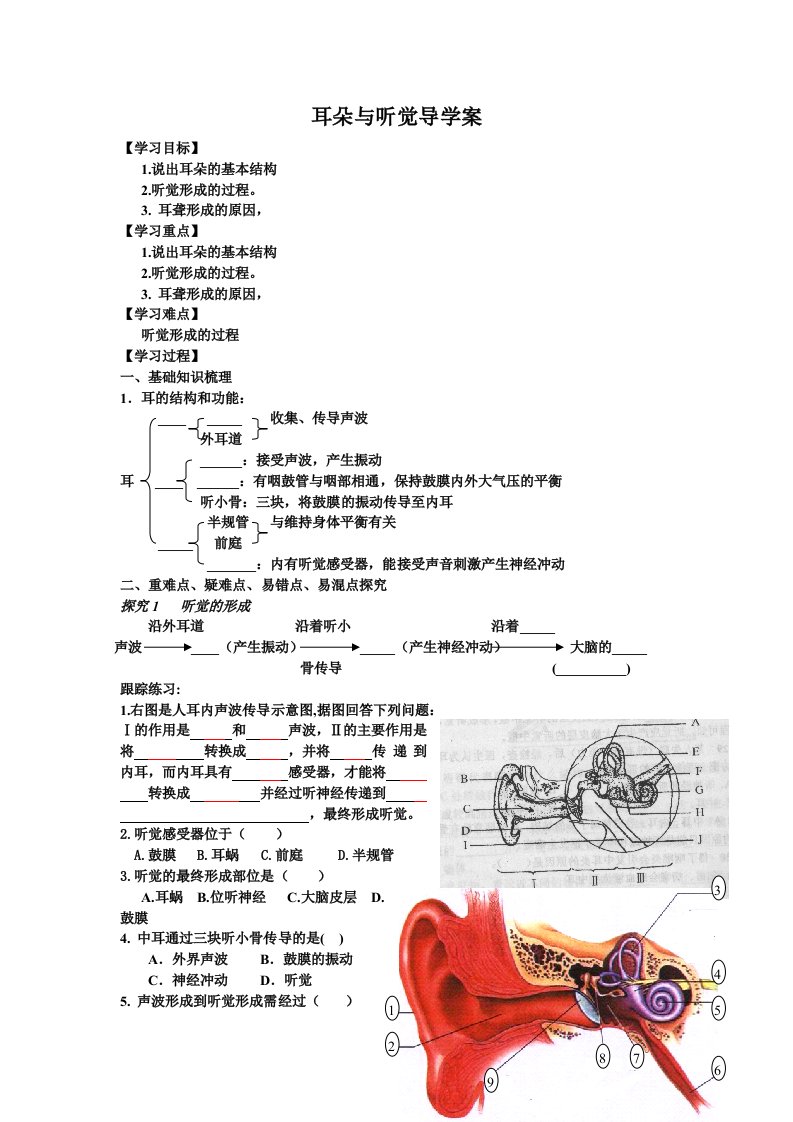 耳朵与听觉导学案肖鹏