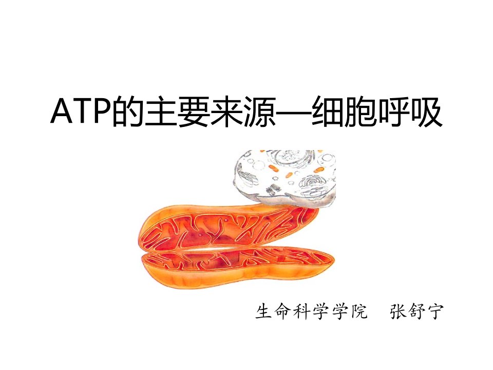 《ATP的主要来源――细胞呼吸》说课课件