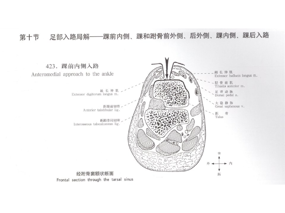 踝关节手术入路