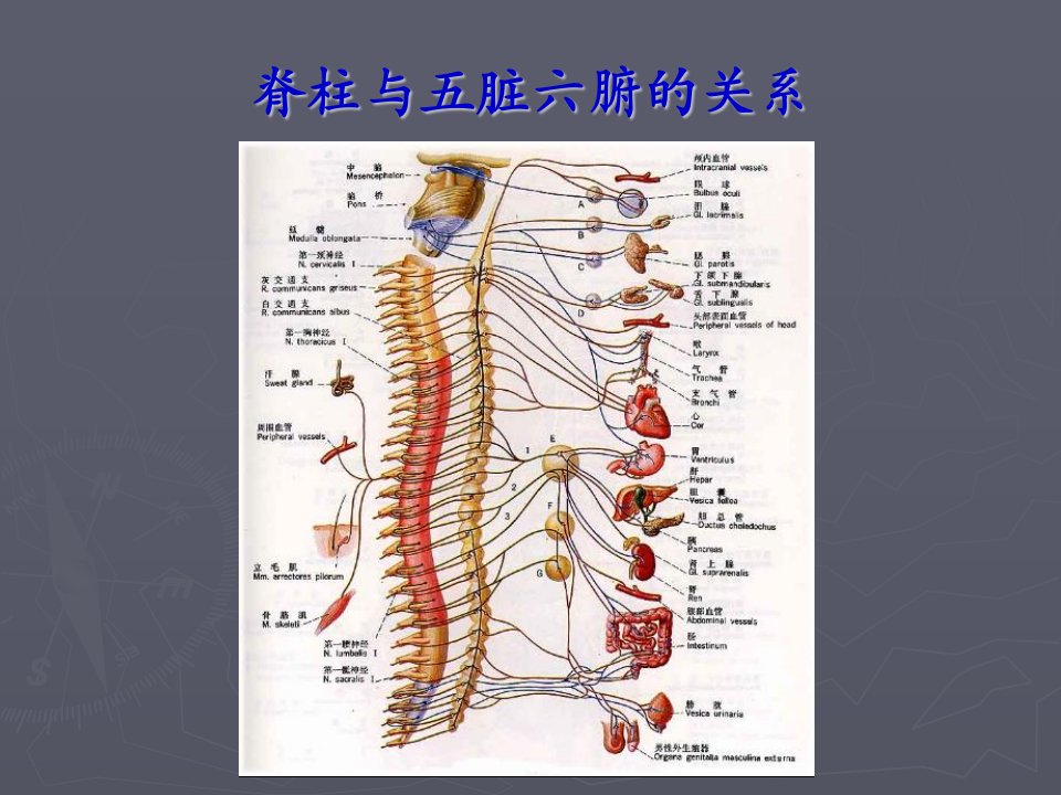 脊柱与五脏六腑的关系