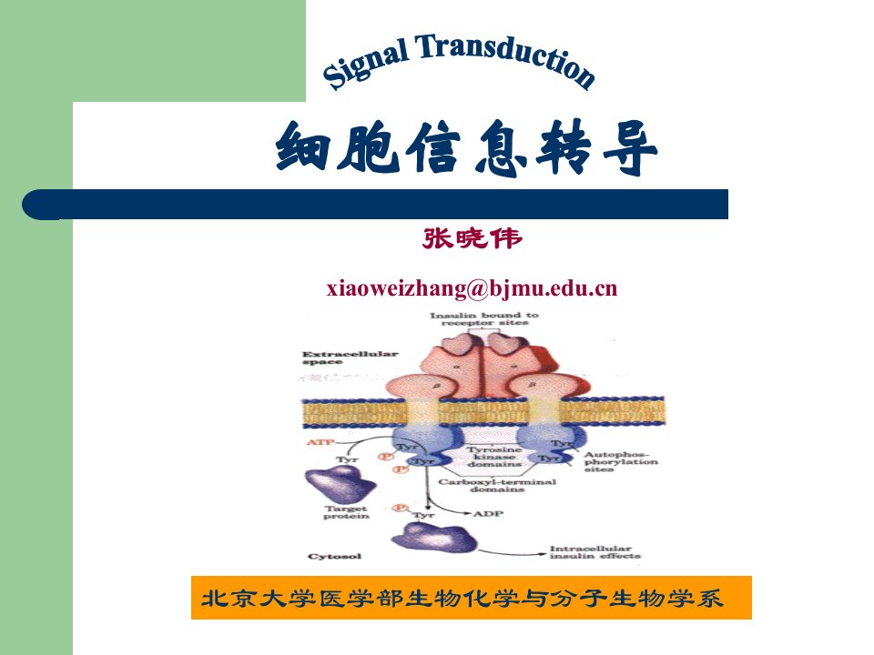 生物化学课件（杨洋）16信号传导