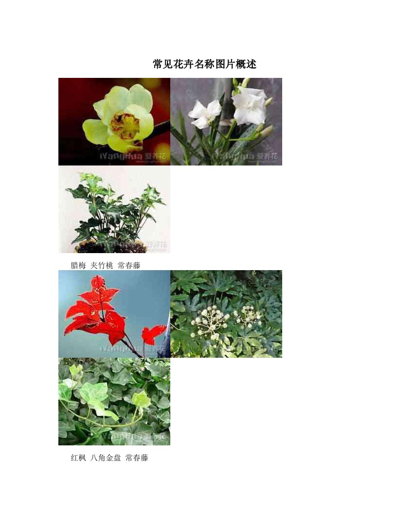 常见花卉名称图片概述