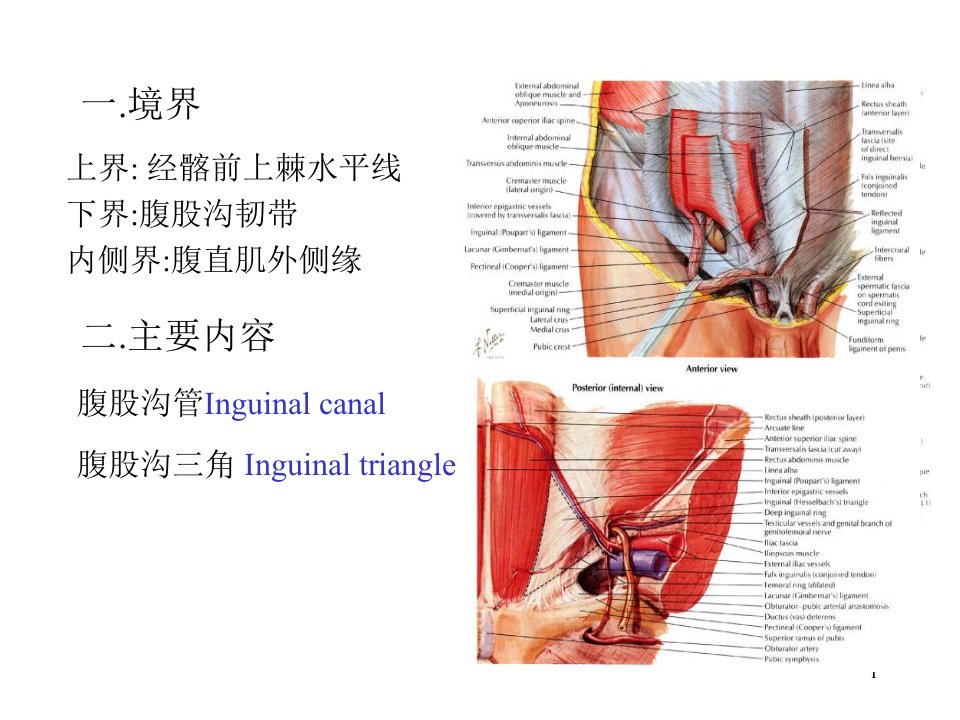 腹股沟区腹膜和腹膜腔