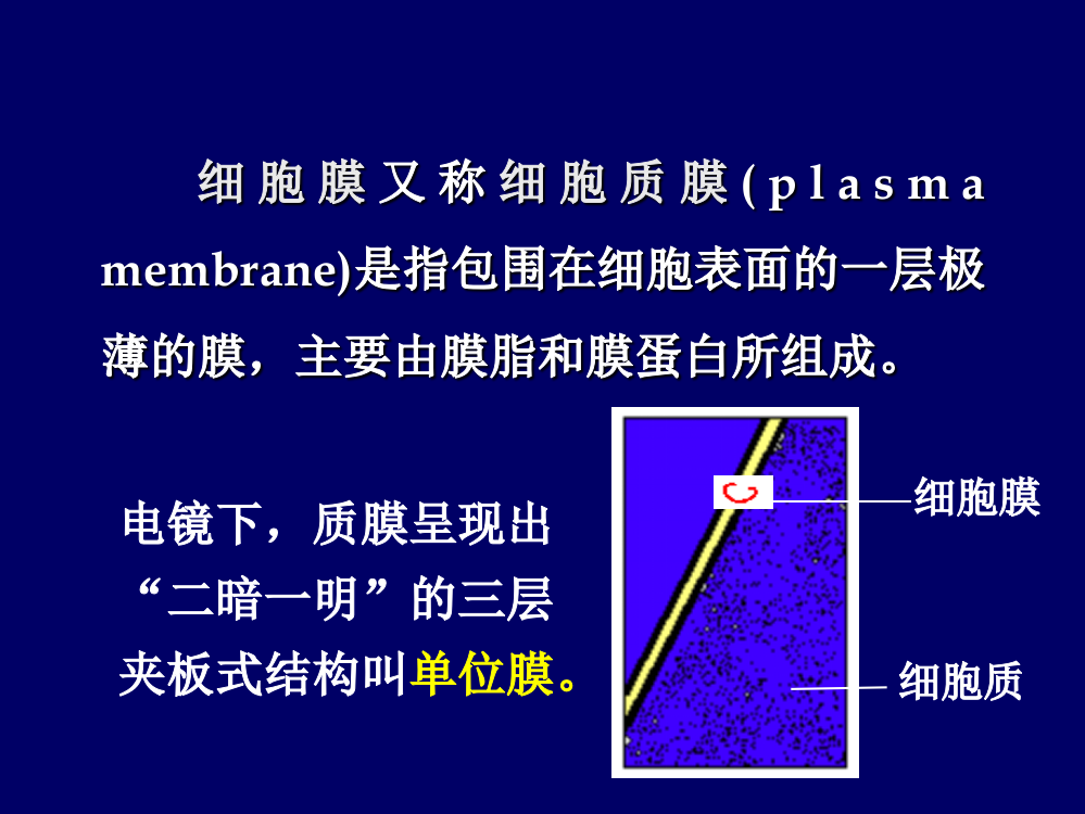 医学生物学2PPT课件