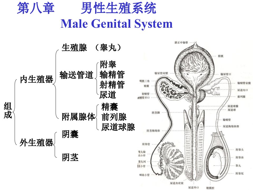 男性生殖系统课件