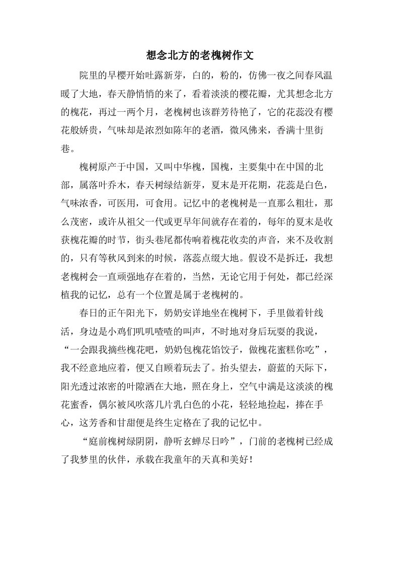 想念北方的老槐树作文