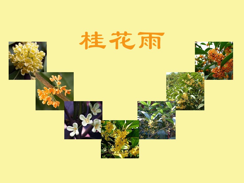 苏教版四年级上册语文《桂花雨》优质课课件