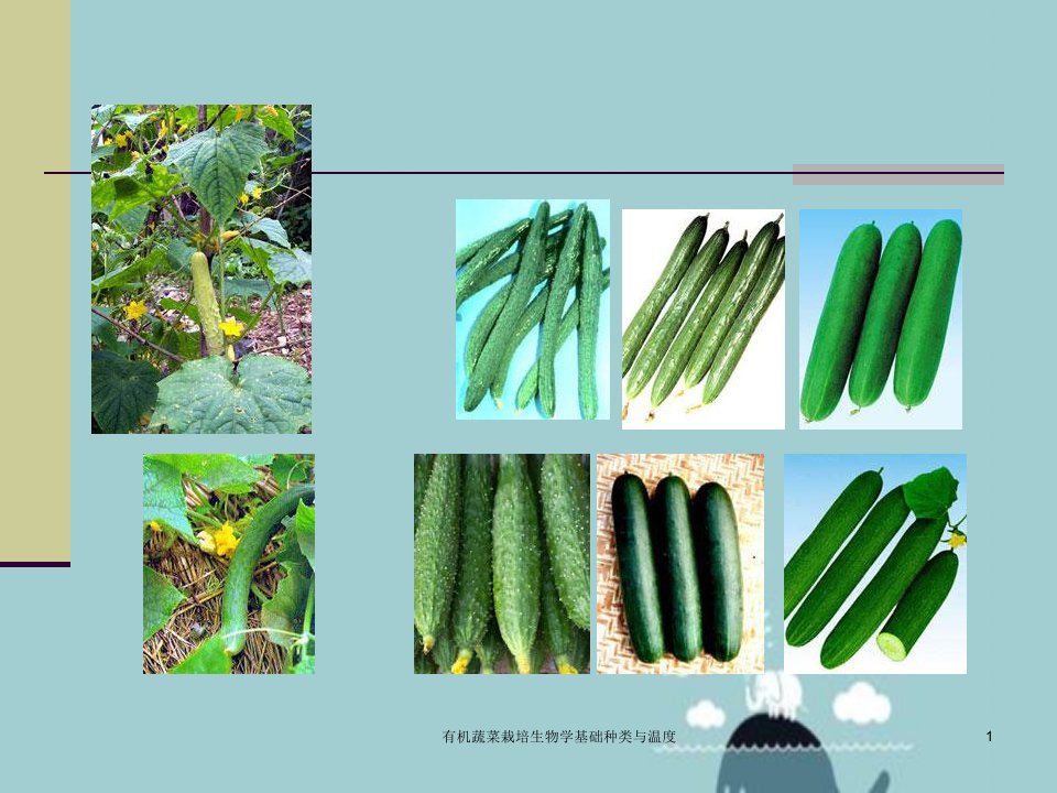 有机蔬菜栽培生物学基础种类与温度