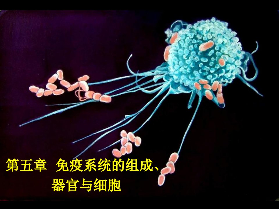 第五章免疫系统的组织器官与细胞1