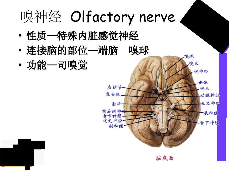 嗅神经视神经ppt课件