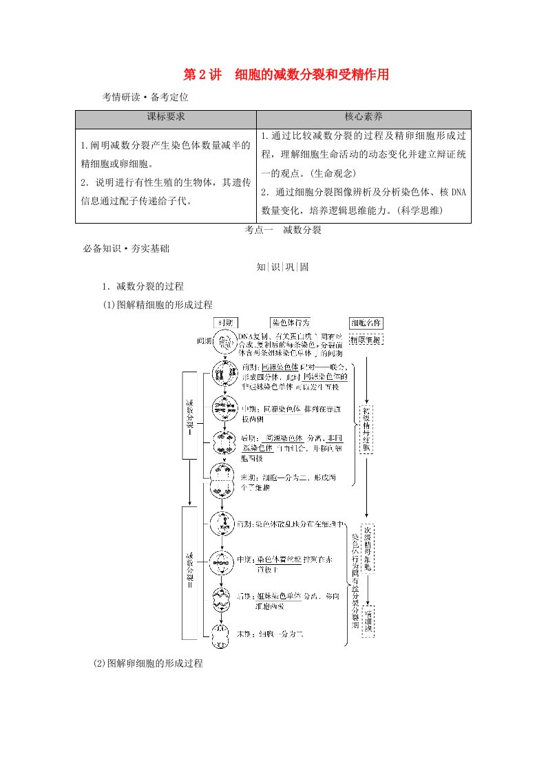 2025版高考生物一轮总复习教师用书必修1第4单元细胞的生命历程第2讲细胞的减数分裂和受精作用考点一减数分裂