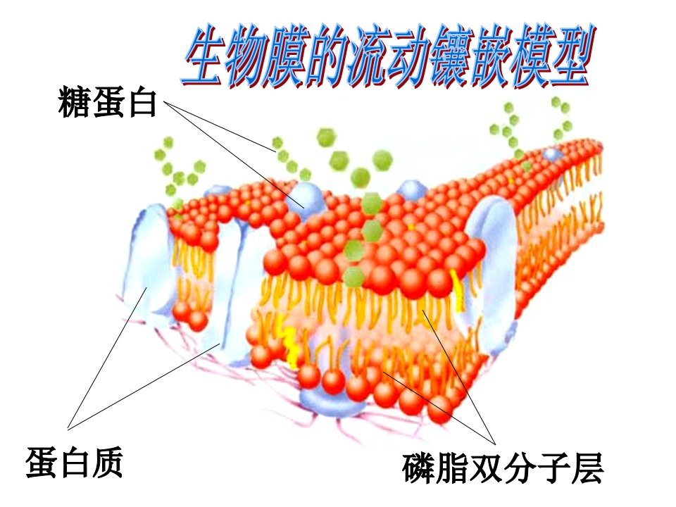 4.3物质跨膜运输的方式优质示范课公开课一等奖课件省赛课获奖课件