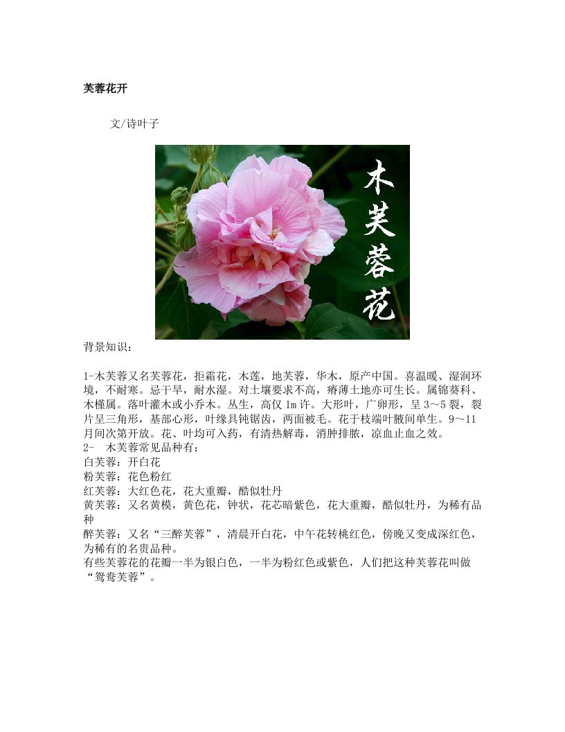 诗叶子诗歌+芙蓉花开