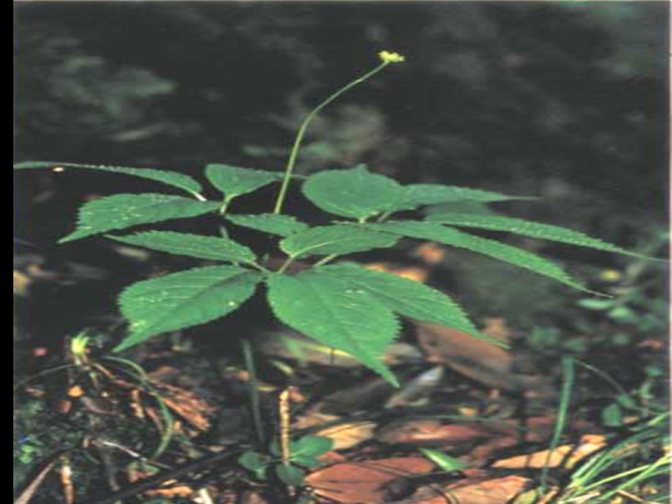 竹节参的化学成分